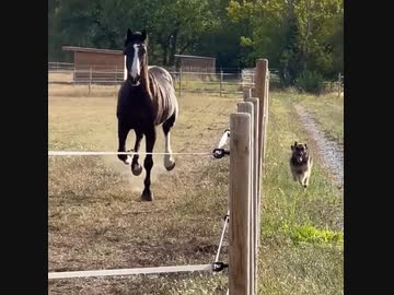 ホモと見る犬と併走トレーニングする馬