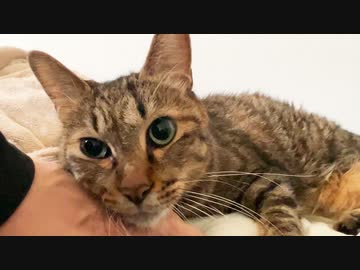 緩和ケア中の次男坊猫、真心込めてうどんを打つ