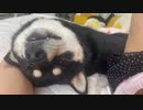 くろまめと昼下がり、昼寝、逆さま。