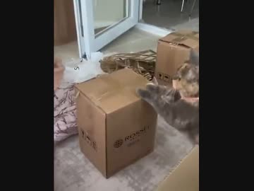 ホモと見る梱包のお手伝いをしてくれる猫