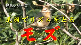 野鳥シリーズ　尾羽でリズムをとる　モズ