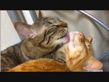 緩和ケア中の次男坊猫、歳上の弟猫が寄り添う