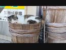 【全長1200キロ】にちなんban太郎　福岡→東京徒歩の旅！【29日目】兵庫県・姫路市〜（2023年09月13日）