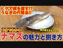 【うなぎの代替品？】ナマズの魅力と捌き方