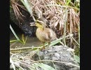 【カルガモ親子】ヒナが1羽だけで必死に鳴き続けて頑張った！□