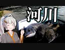 【リバーチヌフカセ】気まぐれ黒鯛師の釣り風景その13【VOICEROIDフィッシング】