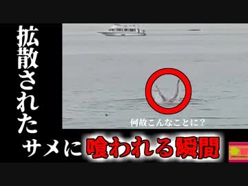 【2023年】サメに食べられながら逃げる男性…一部始終が撮影されたビデオが拡散『エジプト イタチザメ襲撃事故』【ゆっくり解説】