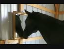 ホモと見る鏡にフェイントをする馬