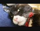 緩和ケアの次男坊猫、忘れがたき猫たちの夏
