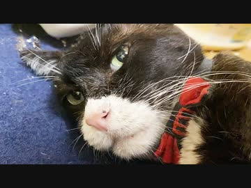 緩和ケアの次男坊猫、忘れがたき猫たちの夏