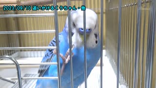 セキセイインコの空(くう) 追いかけるくうちゃんと観覧車遊び 20230910