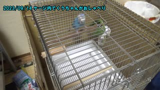 セキセイインコの空(くう) ケージ内でおしゃべり 20230914