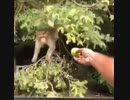 ホモと見る猿も木から落ちる