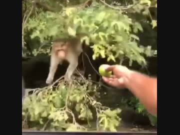 ホモと見る猿も木から落ちる