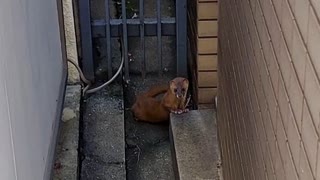 シケキノコ 2023/9/15(金) 18:53開始 ﾔﾂﾗがんばれそ？