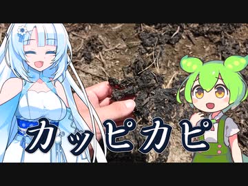 地面にへばりついてるカピカピを食べてみよう