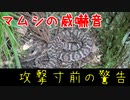 マムシの威嚇音 | 最後の警告 | 聞いたら逃げろ【VOICEVOX解説】