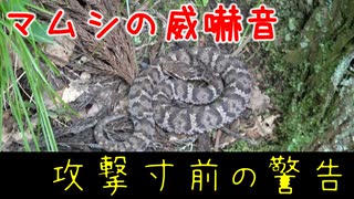 マムシの威嚇音 | 最後の警告 | 聞いたら逃げろ【VOICEVOX解説】