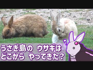 【大久野島】うさぎ島の ウサギは どこから やってきた？【VOICEROID解説】