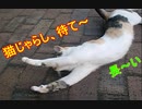 【じゃれすぎ♪】 たわむれ猫じゃらし