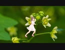 Bryonia