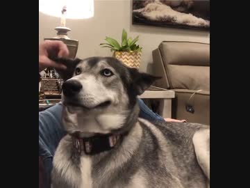 ホモと見る耳を掻いてもらいたいーヌ