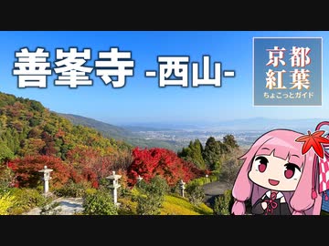 京都紅葉ちょこっとガイド「善峯寺-西山-」