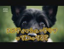 スコティッシュ・テリアって知ってる？