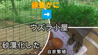 【ぴ】うずら飼育　砂漠化したウズラ小屋が緑豊かに生まれ変わる！と自家繁殖　ウズラの卵自給自足