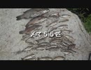 最上川で大繁殖中のスモールを釣りまくる【山形・バス釣り】