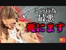 【2016年】愛猫に噛まれた男性 動脈が爆発し亡くなる 体重が10kg以上減少するなどの異変があったが…ペットに潜む危険『パスツレラ・ムルトシダ』【ゆっくり解説】