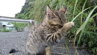 駐車場の野良猫、昨日捕まえて無理矢理目薬差した子猫が今日は寄ってきてくれた。