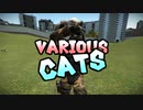 VARIOUS CATS