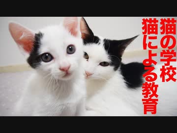 三毛イモ子猫、先輩猫に猫を学ぶ