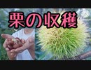 栗の収穫、安全なイガの外し方やポイント