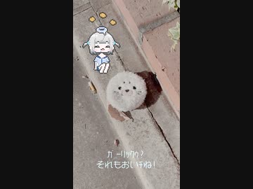 まいごのあざらﾁをみつｹたでﾁ【のんびりﾎﾟｿﾎﾟｿしゃべる】BGM代わりにﾄﾞｿﾞദ്ദിᐢ- ̫-ᐢ₎