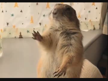 ホモと見る撫でを要求するマーモット