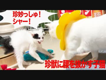 多頭崩壊からの保護子猫、珍獣に腰を抜かす