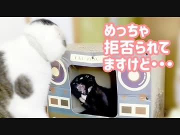 怖がってる保護猫に拒否された猫はいじけるしかなかった