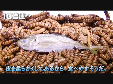 ジャイアントミルワームを殖やすと楽しいのでございます。