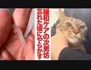 緩和ケアの次男坊猫、忘れた頃にやらかす
