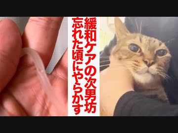 緩和ケアの次男坊猫、忘れた頃にやらかす