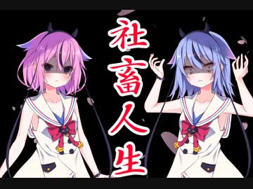 社畜人生