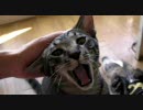 ●ウィと猫●ここ最近詰め合わせ