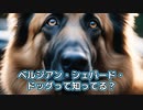 ベルジアン・シェパード・ドッグって知ってる？