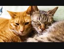 緩和ケアの次男坊猫、弟猫と好調を維持する