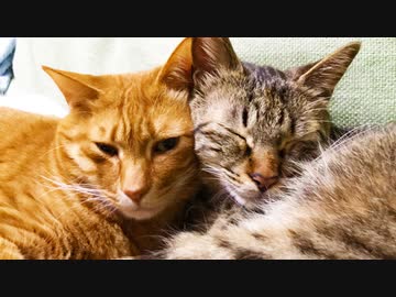 緩和ケアの次男坊猫、弟猫と好調を維持する