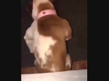 ホモと見る犬に転生したロナウ自慰ニョ