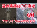 福井県越前の漁港でアオリイカ新子が2杯釣れました！