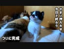 押入れ拡張作業を不思議そうに眺める子猫たち。母猫は怒り鳴き授乳…母乳そっちのけで見ている子も…